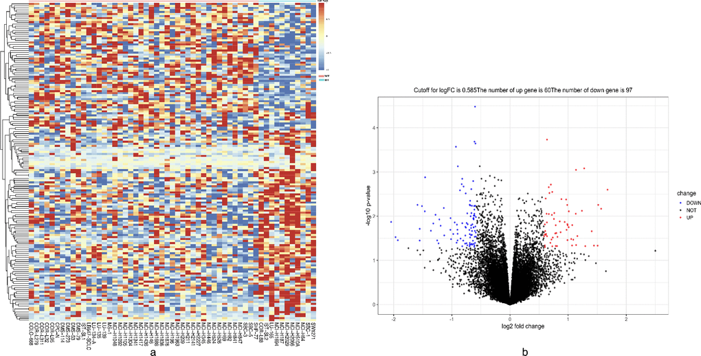 Heatmap and volcano plot showing DEGs. (A) Heatmap of the all 157 DEGs between DNAH10-mutated and wild-type DNAH10 SCLC cell lines [60 upregulated genes (red) and 97 downregulated genes (blue)]. (B) Volcano plot of differentially expressed mRNAs between DNAH10-mutated and wild-type DNAH10 SCLC cell lines. Red indicates high expression, and green indicates low expression (|FC| >1.5 and P 