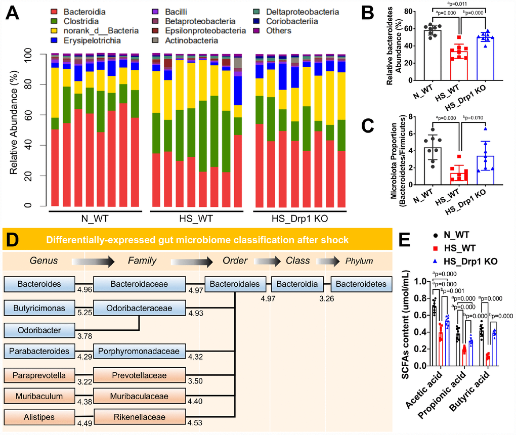 The effects of Drp1 on gut microbiome composition and SCFA production after shock. (A) The relative abundance of gut microbiome composition in each group detected by 16S rRNA gene sequencing (8 mice/ group). (B) The ratio of Bacteroidetes/Firmicutes in each group (8 mice/ group). (C) Relative Bacteroidetes abundance in each group detected by metagenomics profiling (8 mice/ group). (D) Differentially-expressed gut microbiome classification after shock detected by phylogenetic tree. The levels include phylum, class, order, family and genus. Each abundance value is labeled under branches. (E) The contents of intestinal SCFAs, including acetic acid, propionic acid and butyric acid, in each group (n=8 mice/ group). N