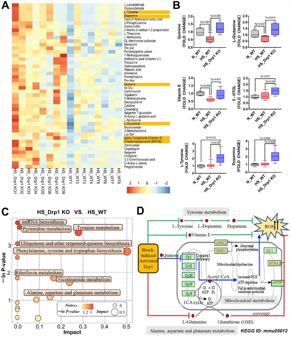 The effects of Drp1 on mitochondrial metabolism after shock. (A) Heatmap of differentially-expressed metabolites affected by Drp1 in colon tissues. Our concerned differential metabolites are labeled in yellow (8 mice/ group). (B) The fold change values of our concerned metabolites detected by metabolomics mass spectrometry (8 mice/ group). (C) The bubble map of differentially-expressed metabolic pathways affected by Drp1 in colon tissues. Each bubble represents a metabolic pathway. The abscissa and the size of bubbles indicate the impact of pathways. The bigger the bubble size is, the bigger the impact is. The ordinate and the color of bubbles indicate the P value of enrichment analysis (Expressed in the form of -ln P-value). The deeper the bubble color is, the smaller the P value is. (D) KEGG pathway annotation of differential metabolites and pathways affected by Drp1 after shock. The annotation is edited based on KEGG ID: mmu05012. N