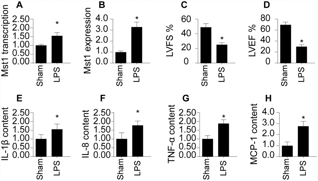 SRV2 is upregulated in LPS-treated cardiomyocytes. (A) RNA was isolated from LPS-treated heart tissues and qPCR was performed to analyze SRV2 transcript levels. (B) Protein was isolated from LPS-treated heart tissues, and Western blots were used to quantify SRV2 protein expression in cardiomyocytes. (C–D) Echocardiography was used to evaluate cardiac function after LPS injections. LVEF: left ventricular ejection fraction, LVFS: left ventricular fractional shortening. (E–H) Blood was collected after treatment and IL-1β, IL-8, TNF-α, and MCP-1 levels were determined using ELISA. *p