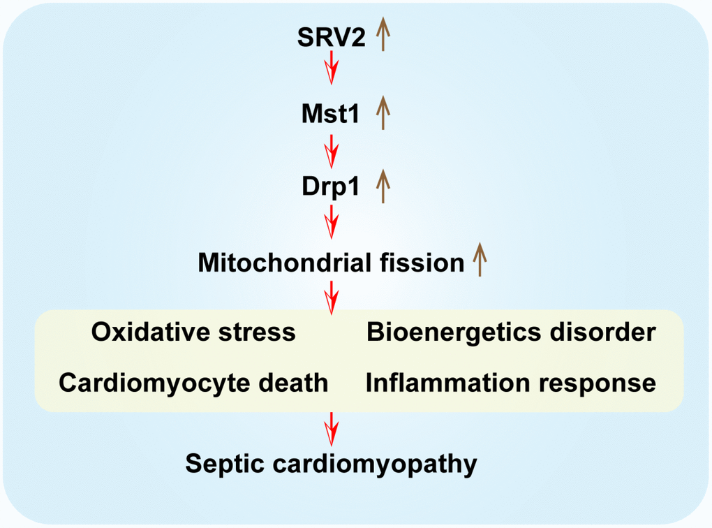 A summary diagram of our results. SRV2 is upregulated in response to LPS-induced septic cardiomyopathy. Excessive SRV2 upregulates Mst1 and Drp1, which in turn activate mitochondrial fission. Excessive fission induces cardiomyocyte death by promoting mitochondrial oxidative stress and inflammatory response and disrupting energy metabolism.