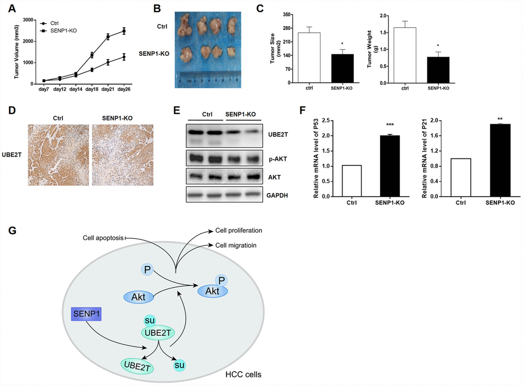SENP1 knockout attenuates the tumorigenic potential in vivo. (A) Tumor growth of mice injected with HepG2-control or HepG2-SENP1 KO. (B) Representative tumors of negative control groups and SENP1 KO groups. (C) The average final tumor size and weight in negative control groups and SENP1-KO groups. (D) UBE2T expression in xenograft tumor tissues by immunohistochemical staining. (E) UBE2T, p-Akt and Akt protein levels in xenograft tumor tissues by Western blot. (F) P53 and P21 mRNA levels in xenograft tumor tissues by RT-PCR. (G) The schematic diagram briefly demonstrating the molecular mechanism of SENP1 mediated promotion of HCC. The representative images were selected from at least three independent experiments. *PPP