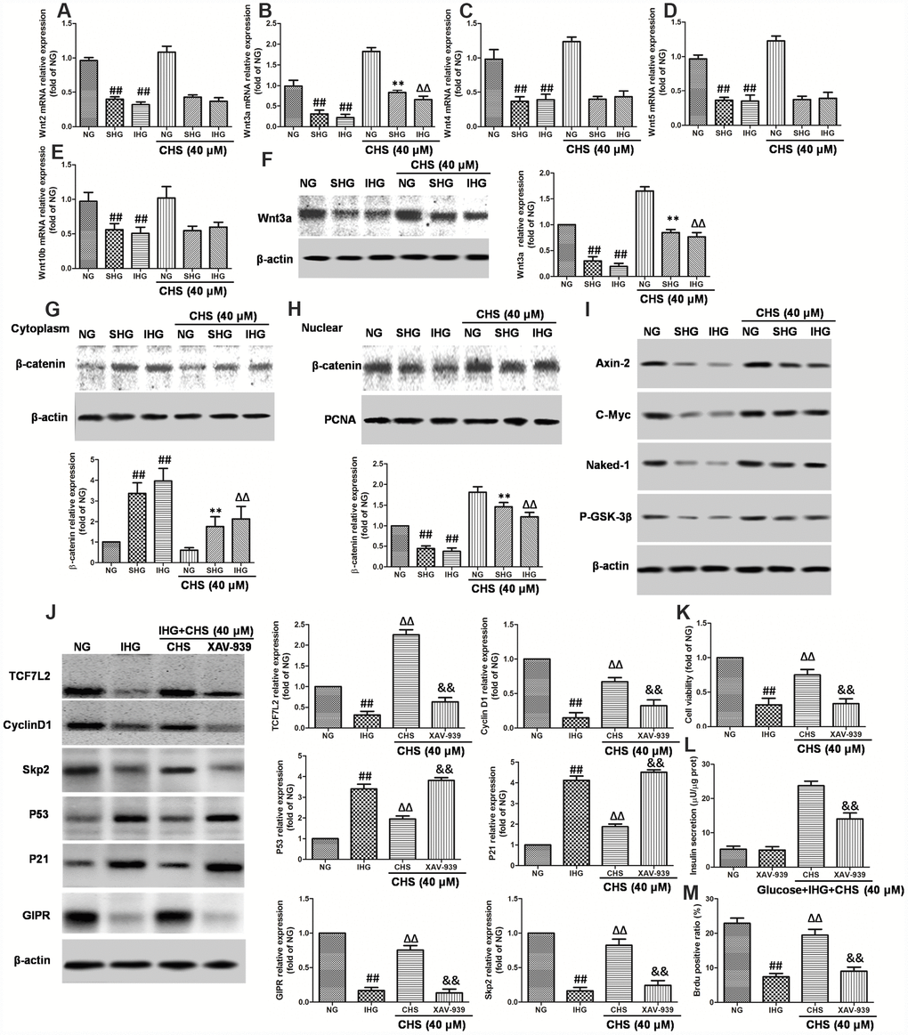 Involvement of Wnt/TCF7L2 signaling in the protective effect of CHS on islets β cell. βTC3 cells were treated with CHS and IHG or SHG, then the RNA was extracted by TRIZOL. The mRNA expression levels of Wnt2 (A), Wnt3a (B), Wnt4 (C), Wnt5a (D), and Wnt10b (E) were measured by RT-PCR. (F) The protein expression levels of Wnt3a was measured by western blotting after different treatments. The effects of CHS on β-catenin expression levels in the cytoplasm (G) and nuclear (H) were measured by western blotting. (I) The effects of CHS on protein expression levels of Axin-2, c-Myc, Naked-1 and P-GSK-3β. βTC3 cells were treated with CHS and XAV-939 (a Wnt/β-catenin antagonist, 10μM), and then subjected to IHG. (J) The protein expression levels of TCF7L2, cyclin D1, skp2, p53, p21 and GIPR were measured by western blotting. (K) Cell variability was measured by CCK8 assay. (L) Insulin secretion levels was measured by an insulin RIA kit. (M) BrdU positive ratio was calculated from the BrdU positive cell numbers vs total cell numbers. Data are representative of three independent experiments. ##P**PΔΔP&&P