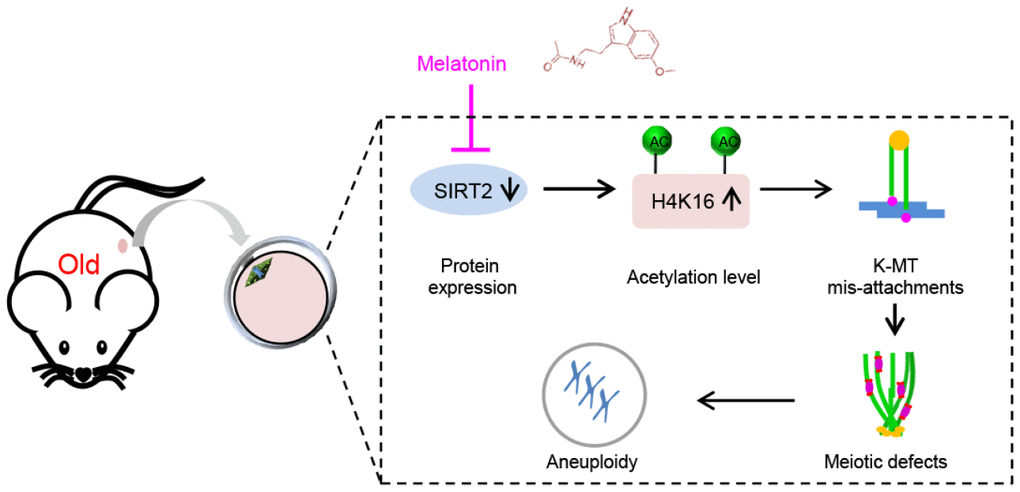 Diagram illustrating the proposed mechanisms mediating the beneficial effects of melatonin on meiotic phenotypes of aged oocytes. Melatonin supplement induces SIRT2 expression in oocytes from old mice, which in turn decreases the acetylation levels of H4K16, and thereupon promoting the establishment of proper kinetochore-microtubule attachment and the assembly of meiotic apparatus.