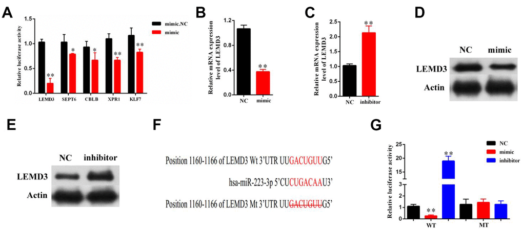 LEMD3 is the target gene of miR-223-3p. LX2 cells were transduced with a miR-223-3p mimic or inhibitor for 48 h. (A) The luciferase activity of 5 predicted mRNA targets in miR-223-3p mimic cells were examined by luciferase assay. (B, C) The mRNA expression of LEMD3 in the LX2 cell line was detected by qRT-PCR. (D, E) The protein expression of LEMD3 in the LX2 cell line was detected by western blot. (F) Predicted binding sites of miR-223-3p in the 3′-UTR of LEMD3. The mutated LEMD3 3′-UTR sequence is presented. (G) Relative luciferase activity was determined at 48 h after transfection with a miR-223-3p NC/mimic/inhibitor or LEMD3-Wt/Mu in HEK293T cells. Data are presented as means ± SD of three experiments (*p **p 
