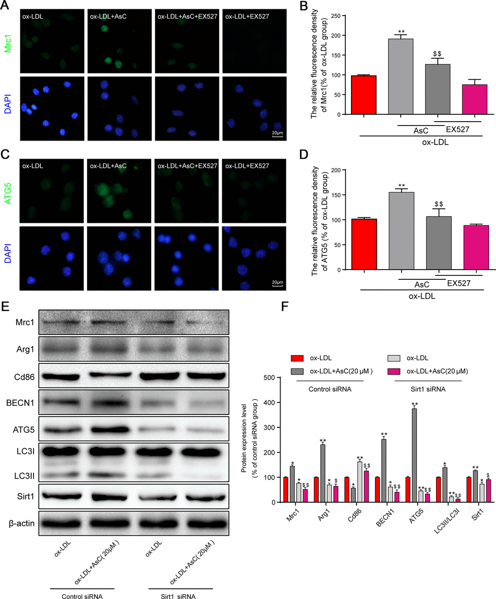 AsC-induced autophagy and M2 phenotype polarization were Sirt1-dependent in ox-LDL-treated macrophages. Sirt1 was inhibited by 10 μM EX527 for 6 h or knocked down by siRNA, as described in the Materials and Methods section. Twenty-four hours posttransfection, cells were treated with AsC (20 μM) for 12 h and then incubated with ox-LDL (80 μg/mL) for an additional 24 h. (A, C) Representative immunofluorescence images showing Mrc1 and ATG5 expression in RAW264.7 cells. (B, D) The relative quantitative analysis of Mrc1 and ATG5 fluorescence in RAW264.7 cells. (E) Representative western blot analysis of Mrc1, Arg1, Cd86, BECN1, ATG5, LC3, Sirt1 and β-actin in macrophages. (F) Quantification of the expression of Mrc1, Arg1, Cd86, BECN1, ATG5, LC3, and Sirt1. The data are presented as the means ± SDs (n = 5). *P **P vs. the ox-LDL group; $P $$P vs. the ox-LDL and AsC group.