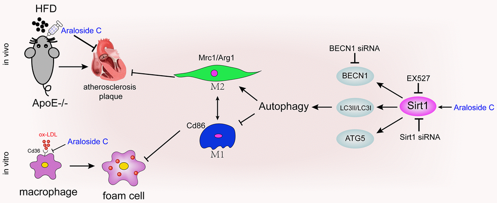 Diagram of the proposed molecular mechanism of the antiatherosclerotic effect of AsC.