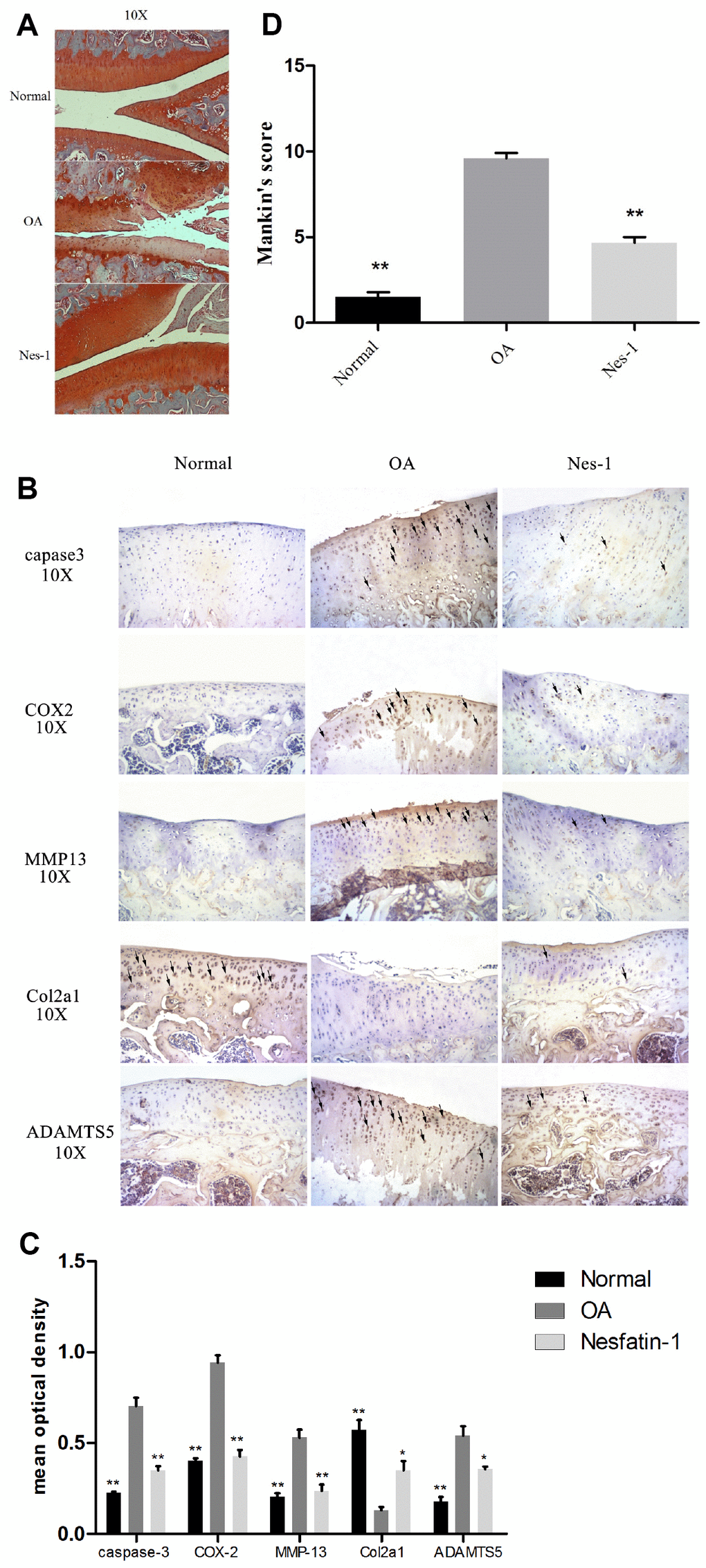 Specimen evaluation in animal models. (A, D) Representative images of safranin-O-stained rat knee joint sections with different treatments and the related Mankin scores of the three groups. Scale bar=200 μm. Data represent the mean ± SD (n = 30) and were analyzed by one-way analysis of variance followed by Tukey's post hoc test. ** p B) Representative immunohistochemistry images against MMP-13, COX-2, caspase-3, ADAMTS5, and Col2a1. Scale bar=200 μm; (C) Quantitative optical density analysis of immunohistochemistry for the different groups. Data represent the mean ± SD (n = 30) and were analyzed by one-way analysis of variance followed by Tukey's post hoc test. **p 