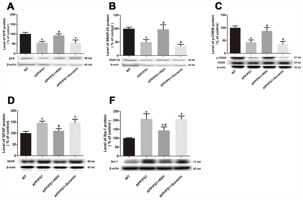 Effects of RSV and suramin on the expression of synapse makers, p-CREB, GFAP as well as Iba-1, in mice carrying the APP/PS1 double mutation. (A) the level of SYP protein; (B) SNAP-25; (C) p-CREB; (D) GFAP and (E) Iba-1. The values presented are means ± SD. *P#PD and F. Representative western blots are shown beneath each bar graph.
