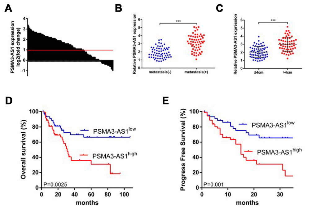 PSMA3-AS1 is overexpressed in ESCC tissues and higher PSMA3-AS1 expression is correlated with a poor prognosis for ESCC. (A) PSMA3-AS1 expression in ESCC tissues and their corresponding adjacent non-tumor tissues according to RT-qPCR analysis. GAPDH was used as an internal control for loading. (B) In total, 120 patients were divided into groups with and without distant metastasis. The diagram shows PSMA3-AS1 expression in each group. ***p C) In total, 120 patients were divided into ≤ 4 cm and > 4 cm size groups. The diagram shows PSMA3-AS1 expression in each group. ***p D) and (E) The OS and cumulative recurrence rates of 120 patients with ESCC were compared between the PSMA3-AS1low and PSMA3-AS1high groups using the Kaplan–Meier method (log-rank test). The data are represented as the mean ± SD, n=3. ***P 
