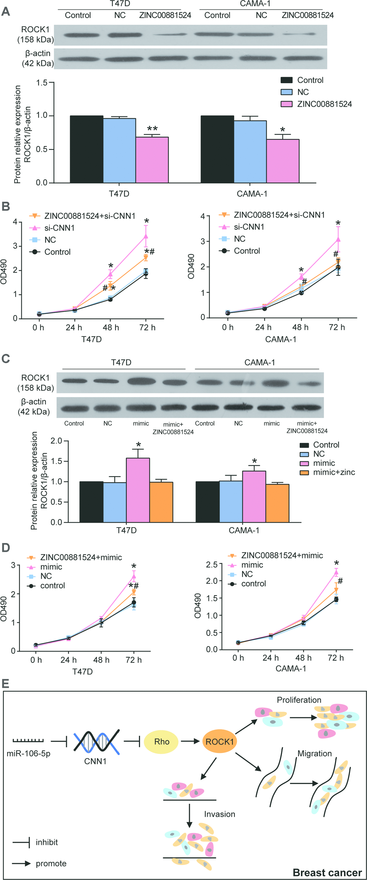 MiR-106b-5p Contributes To The Lung Metastasis Of Breast Cancer Via ...