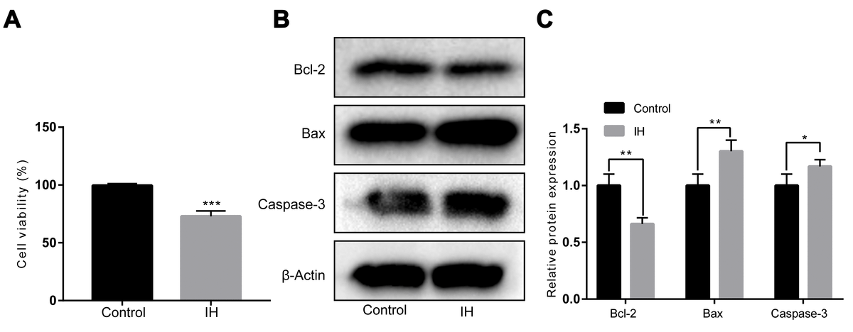 Inhibition of miR-193a-3p protects human umbilical vein endothelial ...