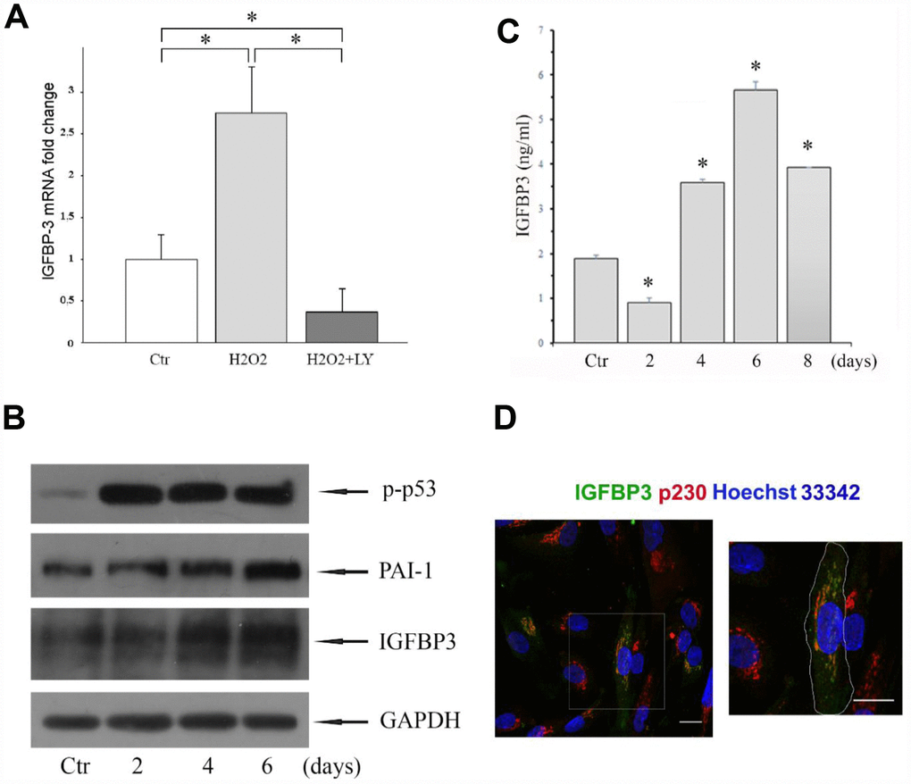 (A) Expression of IGFBP3 gene was analyzed by qRT-PCR in MESCs treated with 200 μM H2O2 for 1 h (H2O2), or in LY-pretreated cells, stimulated with 200 μM H2O2 for 1 h, and then incubated with LY for 96 hours (H2O2+LY); Ctr – untreated cells. IGFBP3 mRNA was normalized to the reference gene SDHA, and results shown are relative to IGFBP3 expression in control cells. Data are presented as mean ± SD of duplicate determinations in two independent experiments. *pB) Western blot analysis of the p-p53, PAI-1, and IGFBP3 protein expression in control (Ctr) and H2O2-treated cells. Cells were treated with 200 μM H2O2 for 1 h, and then re-cultured in fresh growth medium for the indicated time. GAPDH was used as a loading control. Representative results of three independent experiments are shown. (C) The IGFBP3 content in CM of control (Ctr) and H2O2-treated cells quantified by the ELISA. Analysis was performed at the indicated time after H2O2 treatment. Mean values ± SD of three independent experiments are shown, *pD) Young MESCs are heterogeneous by the level of endogenous IGFBP3 synthesis. Young cells were fixed and then stained for IGFBP3 antibodies (green), p230 (red) and Hoechst 33342 (blue). Images are presented as maximum intensity projections. Scale bars - 20 μm. Abbreviations: IGFBP3, insulin-like growth factor binding protein 3; MESCs, endometrial mesenchymal stem cells; LY (LY294002), a specific inhibitor of PI-3K; p-p53, phosphorylated p53; PAI-1, plasminogen activator inhibitor 1; GAPDH, glyceraldehyde 3-phosphate dehydrogenase; p230, a specific marker of trans-Golgi network; Hoechst 33342, Trihydrochloride, trihydrate, nuclear staining dye; qRT-PCR, quantitative real-time reverse transcription-polymerase chain reaction; ELISA, enzyme-linked immunosorbent assay; SD, standard deviation.