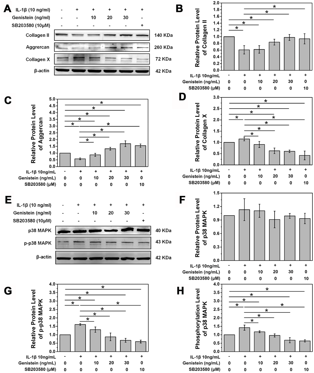 Genistein and p38 signal pathway inhibitor SB203580 attenuate the degeneration of NPCs and inhibit the phosphorylation of p38. (A) Protein expression of COL2A, aggrecan, and collagen X in NPCs treated with Genistein or SB203580. (B) Quantification of COL2A protein expression. *pC) Quantification of aggrecan protein expression. *pD) Quantification of collagen X protein expression. *pE) Protein expression of p38 and p-p38 in NPCs treated with Genistein or SB203580. (F) Quantification of p38 MAPK protein expression. *pG) Quantification of p-p38 MAPK protein expression. *p