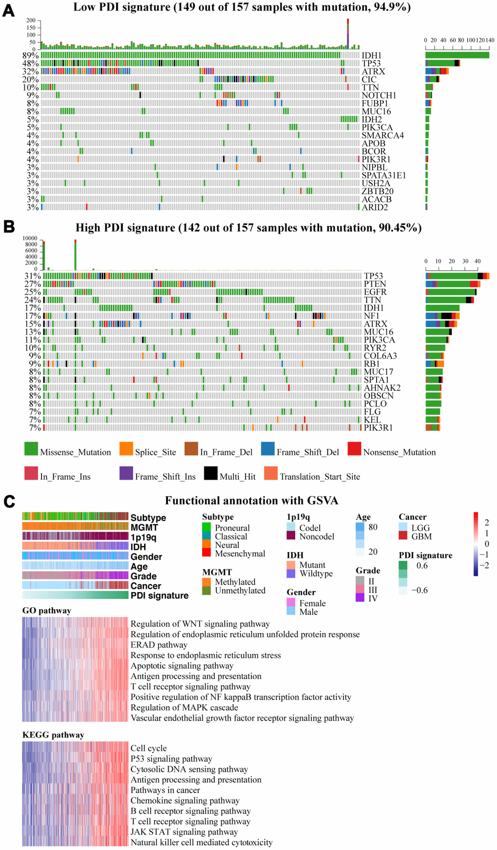 (A, B) Genetic alteration profiles associated with PDI signature in TCGA and CGGA datasets. Oncoprint depicts the distribution of the top 20 genes with the highest mutation frequency in each glioma group (low PDI signature vs high PDI signature). (C) Functional annotation of PDI gene family with PDI signature, including GO and KEGG. The upper one panel shows the distribution of PDI signature and clinical features, and the lower two panels show the gene set enrichment in different pathways analyzed by GSVA package of R. TCGA database as training set and CGGA database as the validation set.