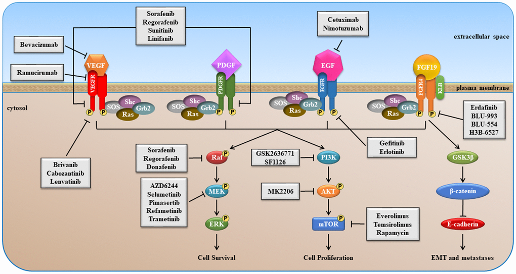 New landscapes and horizons in hepatocellular carcinoma therapy 