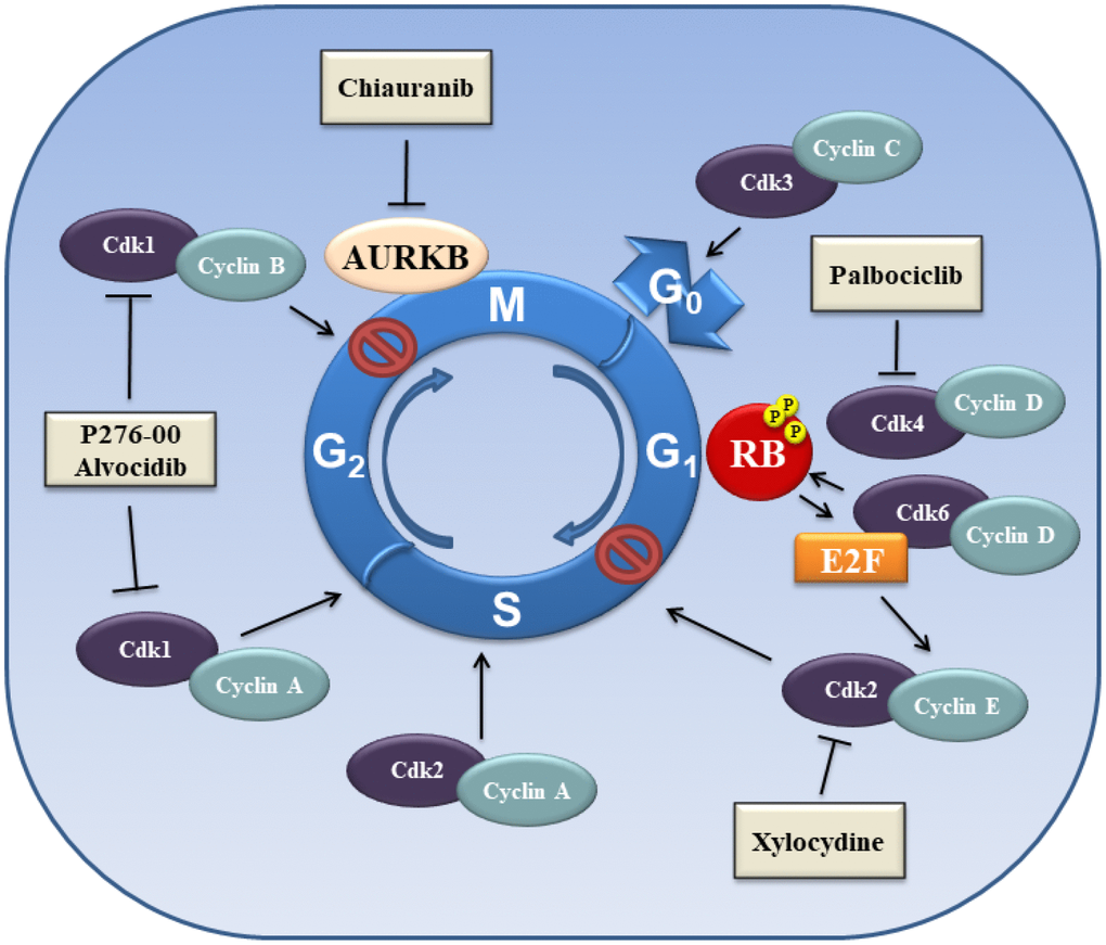 New landscapes and horizons in hepatocellular carcinoma therapy 