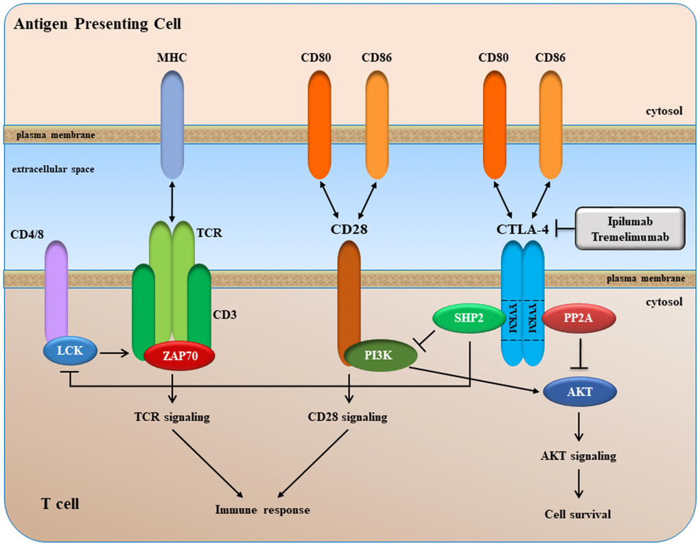 New landscapes and horizons in hepatocellular carcinoma therapy 