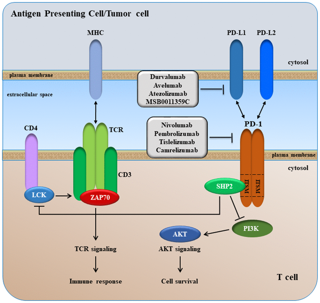 A simplified overview of PD-1 signaling.