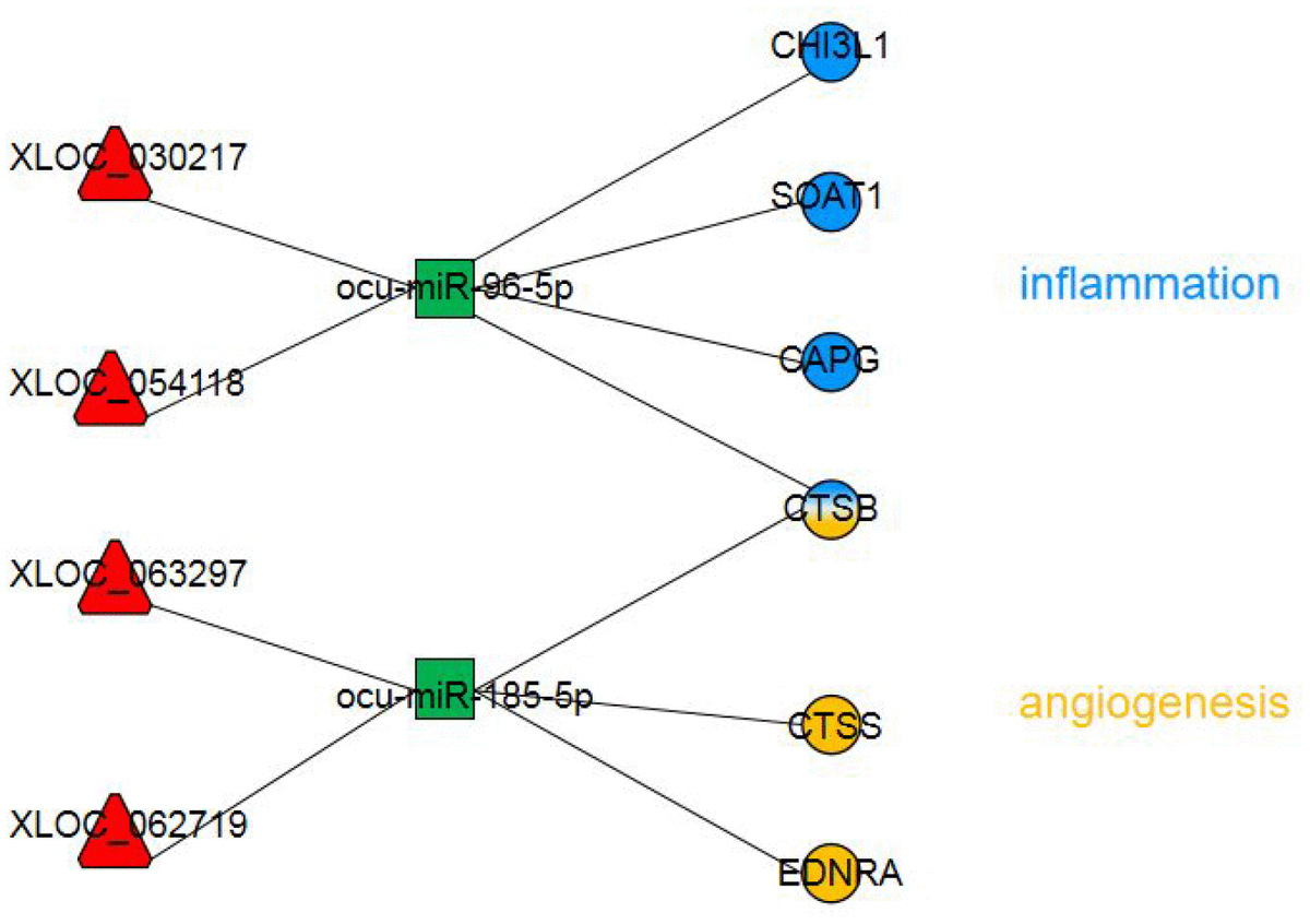 Functional Lncrna Mirna Mrna Networks In Rabbit Carotid Atherosclerosis