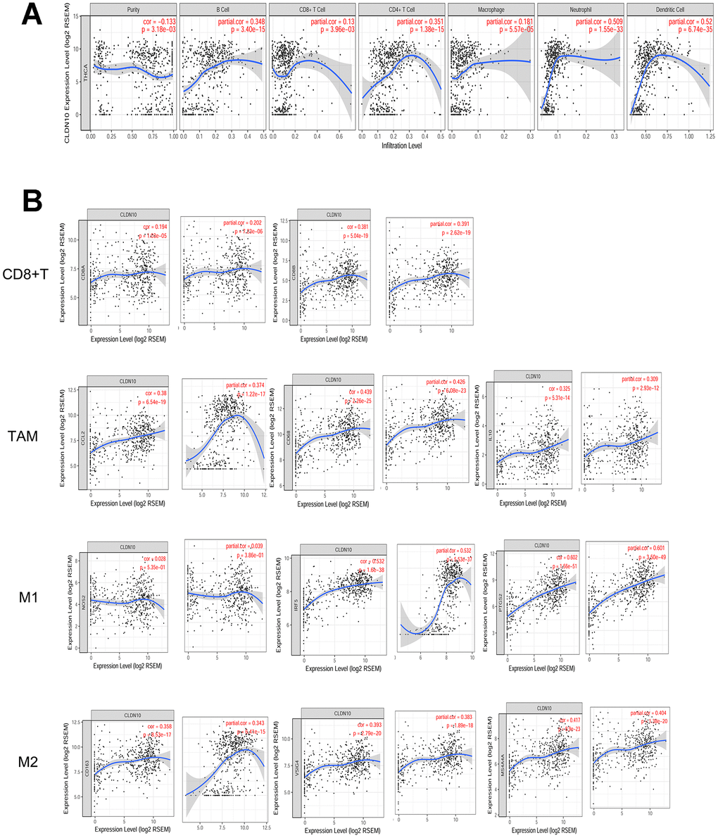 Immune-related key gene CLDN10 correlates with lymph node 