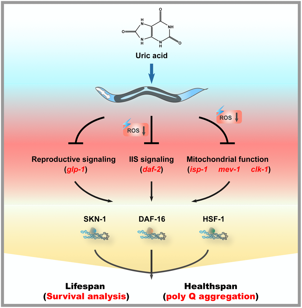 Mechanisms of action of uric acid in C. elegans.
