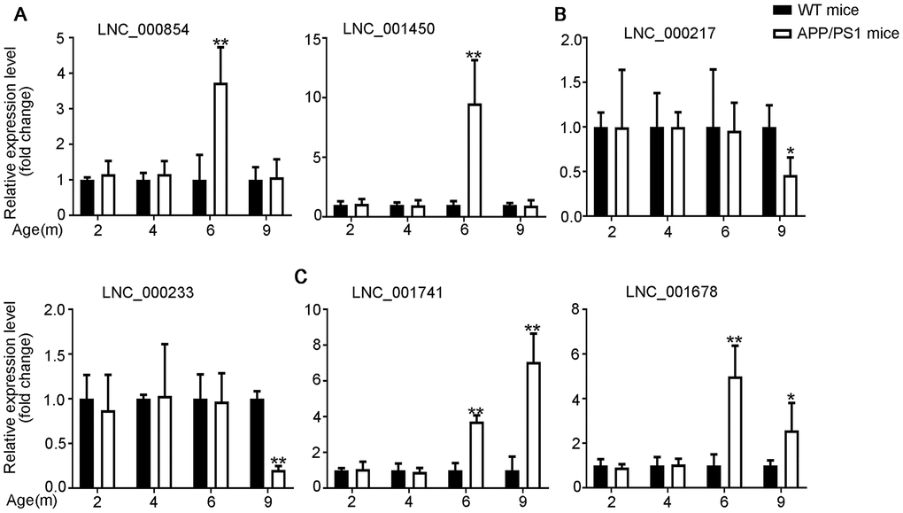 Validation of expression of lncRNAs by using qPCR. The identified differentially expressed transcripts (lncRNAs, miRNAs, and mRNAs) were divided into three groups. (A) 6yes9no group represents transcripts differential expressed at 6 months but not at 9 months; (B) 6no9yes group represents transcripts not differential expressed at 6 months but differential expressed at 9 months; (C) 6yes9yes group represents transcripts differential expressed at both 6 and 9 months. The expression of lncRNAs was quantified relative to Gapdh expression level by using the comparative cycle threshold (ΔCT) method. Data are presented as means ± SD (n = 3, *p 