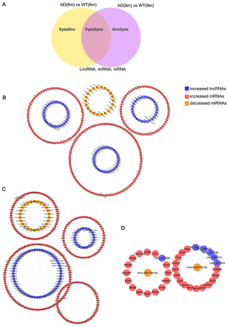 The lncRNA-associated ceRNA networks in APP/PS1 mice. CeRNA networks were constructed based on identified lncRNA–miRNA and miRNA–mRNA interactions. The networks include increased lncRNAs, decreased miRNAs, and increased mRNAs in APP/PS1 mice. (A) Grouping (B) 6yes9no group, (C) 6no9yes group, and (D) 6yes9yes group.