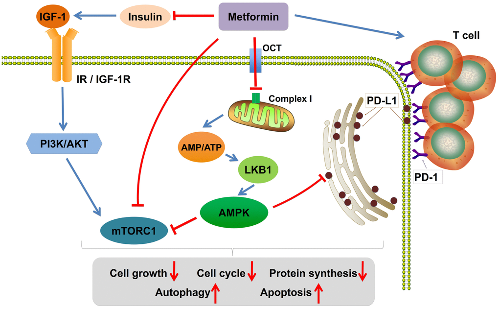 Possible mechanisms of action of metformin in cancer therapy. Metformin increases the ratio of AMP to ATP by inhibiting mitochondria complex I, activates the adenosine monophosphate activated protein kinase (AMPK) signaling pathway, and represses the insulin-like growth factor-1 receptor (IGF-1R) pathway. Furthermore, AMPK activation decreases the expression level of PD-L1, which allows cytotoxic T-lymphocyte-mediated tumor cell death. Last, metformin could increase the number of CD8+ T tumor-infiltrating lymphocytes. IGF-1, insulin-like growth factor-1; IGF-1R, insulin-like growth factor-1 receptor; IR, insulin receptor; LKB1, liver kinase B1; mTORC1, mammalian target of rapamycin complex 1; OCT, organic cation transporter; PI3K, phosphatidylinositol-4,5-bisphosphate 3-kinase; PD-1, programmed cell death protein-1; PD-L1, programmed death ligand-1.