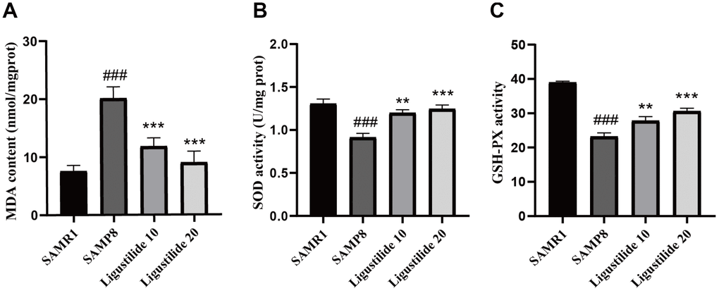 Ligustilide reduces oxidative stress in the brains of SAMP8 mice. The supernatant from the hippocampus homogenate was used to assay (A) the MDA level, (B) activities of SOD and (C) the activities of Glutathione peroxidase (GSH-PX). Ligustilide 10 (10 mg/kg/d); Ligustilide 20 (20 mg/kg/d). Data represent mean ± SD (n = 20 per group). #p p p p p p 