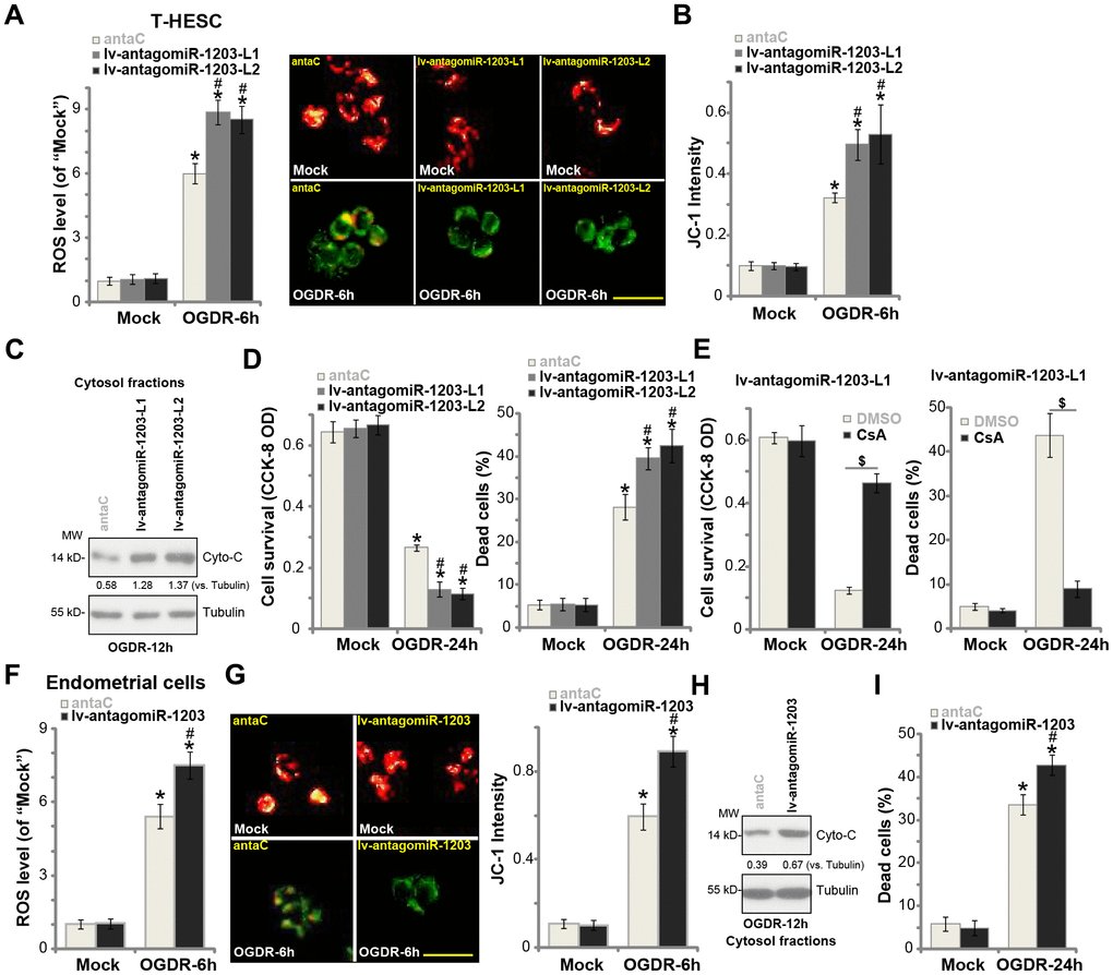miR-1203 inhibition can exacerbate OGDR-induced cytotoxicity in human endometrial cells. Stable T-HESC cells with the pre-miR-1203 anti-sense lentivirus (“lv-antagomiR-1203-L1/L2”, two lines) or the microRNA anti-sense control lentivirus (“anta-C”) were subjected to OGDR for applied time periods, ROS production (DCF-DA intensity, (A) mitochondrial depolarization (JC-1 green fluorescence accumulation, (B) cytochrome C release (C) testing cytosol proteins) were tested by the assays mentioned in the text; Cell survival and necrosis were tested by CCK-8 and medium LDH release assays (D). Stable T-HESC cells with the pre-miR-1203 anti-sense lentivirus (“lv-antagomiR-1203-L1”) were pretreated with cyclosporin A (CsA, 10 μM) for 1h, followed by the OGDR stimulation for 24h, cell viability and necrosis were tested similarly (E). The primary human endometrial cells were infected with lv-antagomiR-1203 or anta-C lentivirus for 48h, followed by OGDR procedure for the applied time periods, ROS production (F), mitochondrial depolarization (G), cytochrome C release (H, testing cytosol proteins) and cell necrosis (I) were tested. For the cytochrome C release assay, relative cytosol cytochrome C level (vs. Tubulin) was quantified (C and H). Data were presented as mean ± SD (n=5). * P #P $P B and G).