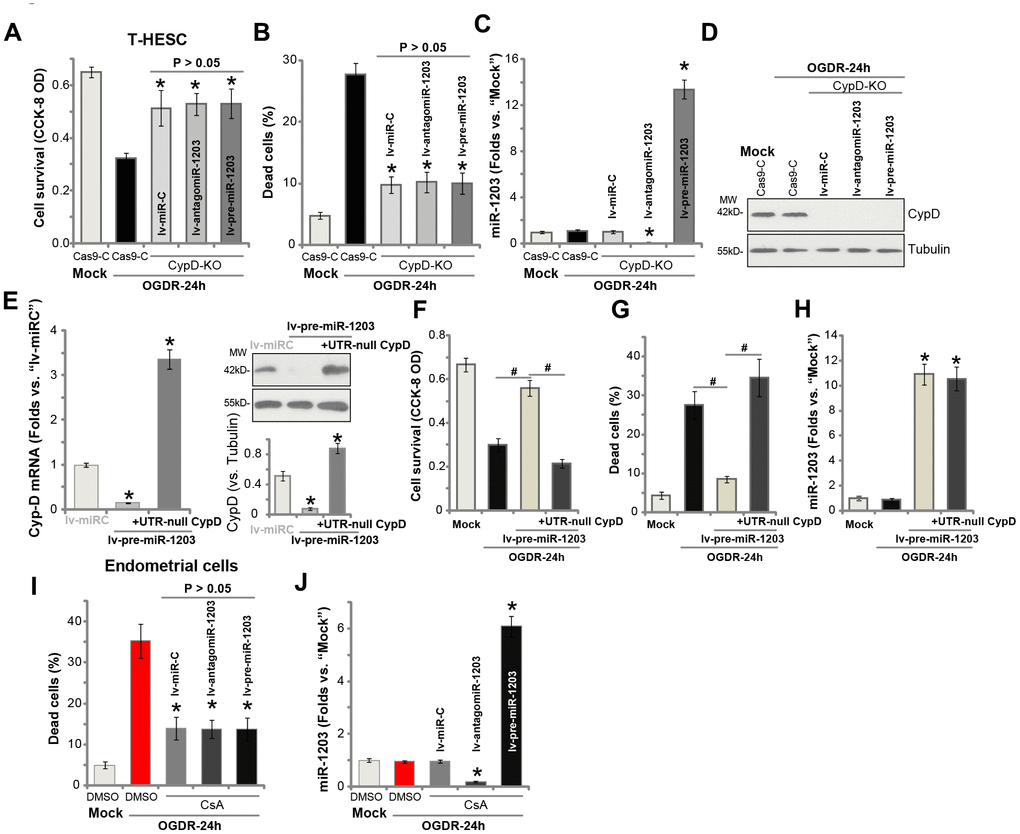 Forced miR-1203 protects human endometrial cells from OGDR via silencing CypD. The stable T-HESC cells with the CRISPR/Cas9-CypD-KO construct (“CypD-KO” cells) were infected with microRNA control lentivirus (“lv-miRC”), pre-miR-1203-encoding lentivirus (“lv-pre-miR-1203”), or the pre-miR-1203 anti-sense lentivirus (“lv-antagomiR-1203”), with puromycin selection the stable cells established. These cells and the CRISPR/Cas9 vector control cells (“Cas9-C”) were subjected to OGDR for 24h, cell survival and necrosis were tested by CCK-8 assay (A) and LDH release assay (B), respectively, with miR-1203 (C) and CypD protein (D) expression respectively examined by qPCR and Western blotting assays. The lv-pre-miR-1203-expression stable T-HESC cells were further transfected with or without the UTR-depleted CypD construct (“+UTR-null CypD”), after 48h CypD mRNA and protein expression in these cells and also in lv-miRC-expressing control cells was shown (E); Cells were subjected to OGDR for 24h, cell survival and necrosis were respectively tested by CCK-8 (F) and LDH release (G) assays, with miR-1203 (H) expression examined by qPCR. The primary human endometrial cells, with/without cyclosporin A (CsA, 10 μM) pre-treatment, were infected with lv-miRC, lv-pre-miR-1203, or lv-antagomiR-1203. After 48h cells were treated with OGDR for indicated time periods, cell necrosis and miR-1203 expression were tested by LDH (I) and qPCR (J) assays, respectively. Data were presented as mean ± SD (n=5), and results were normalized. * P A–C). * P E). #P F and G). * P H). * P I and J). Experiments in this figure were repeated four times with similar results obtained.
