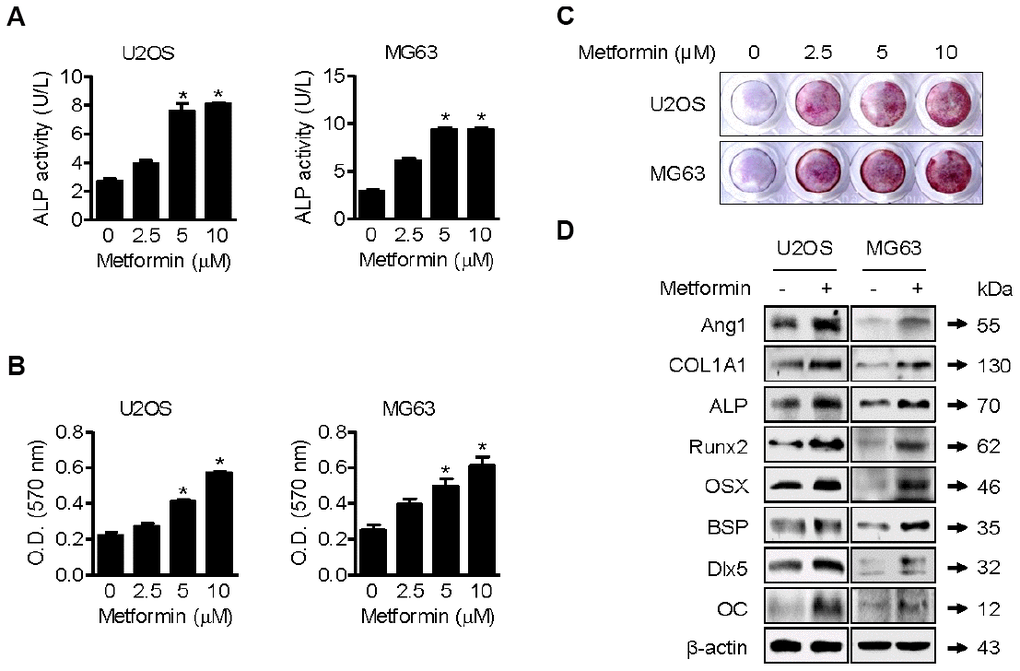 Promotion of osteoblast mineralization by metformin. (A–C) U2OS and MG63 cells were treated with 2.5, 5, and 10 μM of metformin or an equal volume of DMSO (0.1%) for 1 h (A) and (B and C) 20 days. ALP activity in cells was analyzed. Significant differences between metformin and DMSO control groups are indicated (*P B) Cell culture medium containing the proper amount of metformin was changed every other day. The cells were then fixed and stained by Alizarin Red S. (C) Alizarin red S-stained cells were extracted, and the optical density was measured with a microplate reader. Significant differences between metformin and DMSO control groups are indicated (*P D) For Western blotting analysis of protein markers of osteoblast differentiation, cells were treated with 5 μM of metformin or an equal volume of DMSO (0.1%) for 1 h. Cells were harvested, and the lysed proteins were resolved on SDS-PAGE and immunoblotted with specific antibodies.