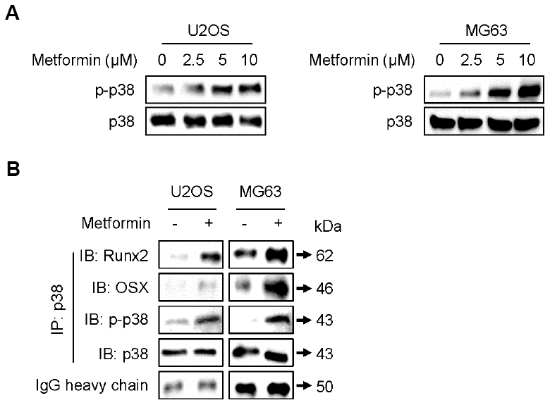 Increase in phosphorylation of p38 by metformin. (A) Cells were treated with 2.5, 5, and 10 μM of metformin or an equal volume of DMSO (0.1%) for 1 h. Cells were harvested, and the lysed proteins were resolved on SDS-PAGE and immunoblotted with specific antibodies against p-p38 MAPK and p38 MAPK. (B) For immunoprecipitation analysis, cells were treated with 5 μM of metformin or an equal volume of DMSO (0.1%) for 1 h. Cells were harvested, and the lysed proteins were immunoprecipitated with antibody against p38 MAPK. The immunoprecipitated proteins were resolved on SDS-PAGE and immunoblotted with specific antibodies against Runx2, OSX, p-p38 MAPK, and p38 MAPK. IgG heavy chain blotting was used as a loading control.