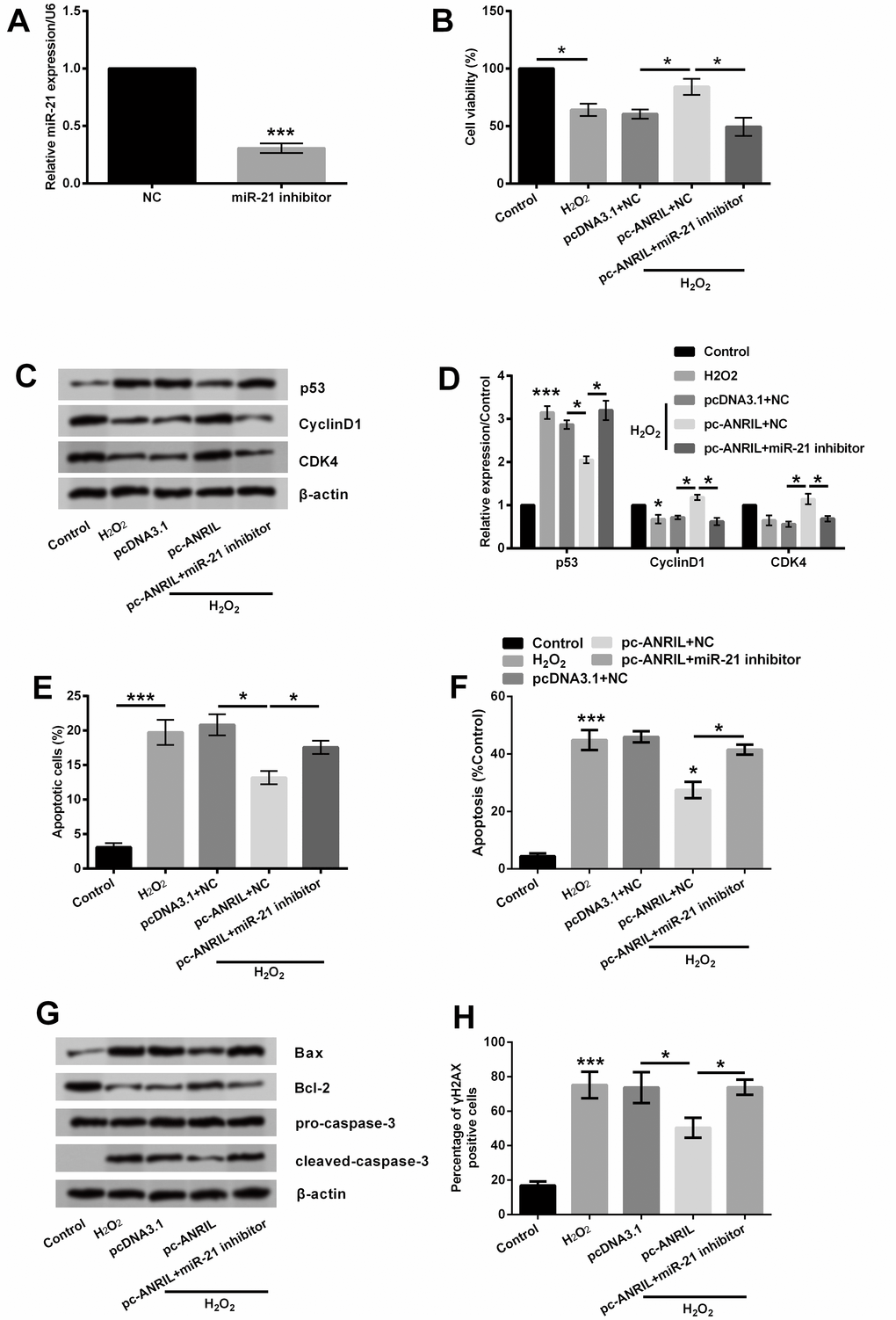 miR-21 inhibition reversed the effects of lncRNA ANRIL on H2O2-treated HLECs. HLEC SRA01/04 cells were transfected with inhibitor-NC or miR-21 inhibitor, and untransfected cells were acted as control. (A) Expression of miR-21 was determined by RT-qPCR. Cells co-transfected with pcDNA3.1 (pc-ANRIL) and miR-21 inhibitor (inhibitor-NC) or untransfected cells were treated with 400 μM H2O2, and non-treated cells were acted as control. (B) Cell viability was measured by CCK-8 assay. (C, D) Expression of p53, cyclinD1 and CDK4 was testified by Western blot analysis. (E, F) Percentage of apoptotic cells was quantified by flow cytometry assay. (G) Expression of proteins related to apoptosis was detected by Western blot analysis. (H) γH2AX staining for detection of DNA levels. Data are shown as the mean ± SD of three independent experiments. *, P P 