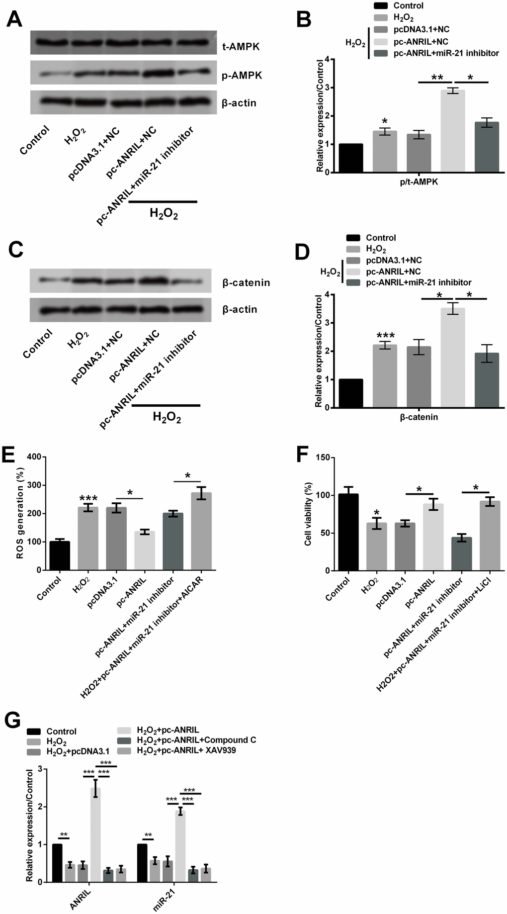 LncRNA ANRIL activated AMPK and β-catenin in H2O2-treated HLECs via up-regulation of miR-21. HLEC SRA01/04 cells co-transfected with pcDNA3.1 (pc-ANRIL) and miR-21 inhibitor (inhibitor-NC) or untransfected cells were treated with 400 μM H2O2 for 1 h, and non-treated cells were acted as control. Phosphorylation of AMPK (A, B) and expression of β-catenin (C, D) were testified by Western blot analysis. (E) ROS production was tested through ROS assay; (F) cell viability was tested by CCK-8. SRA01/04 cells were transfected with pcDNA3.1 or pc-ANRIL and treated with Compound C or XAV939, and untreated cells were acted as control. (G) Expression of lncRNA ANRIL and miR-21 were determined by RT-qPCR. Data are shown as the mean ± SD of three independent experiments. *, P P P 