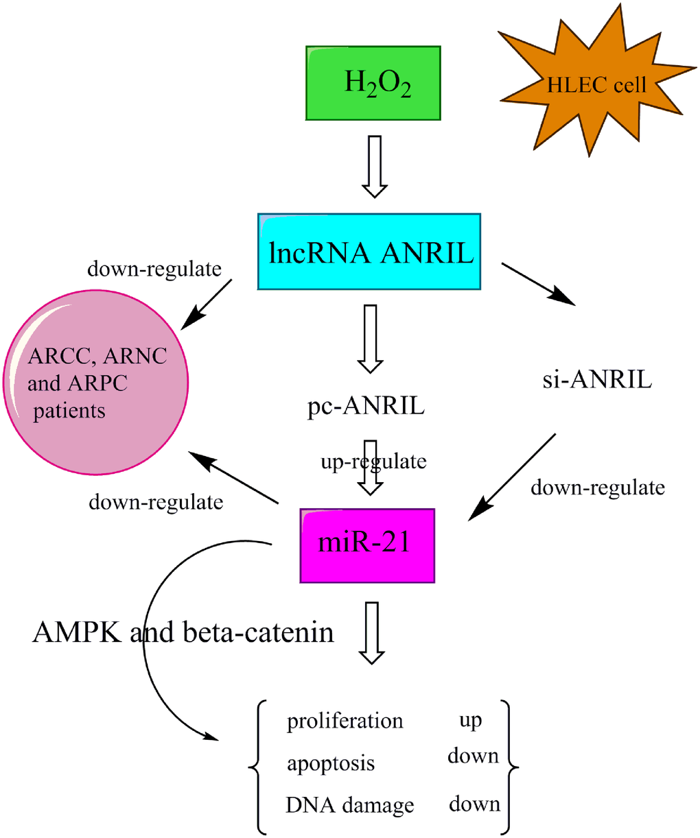 Abstract diagram. ANRIL, antisense non-coding RNA in the INK4 locus; miR-21, microRNA-21; AMPK, adenosine monophosphate-activated protein kinase.