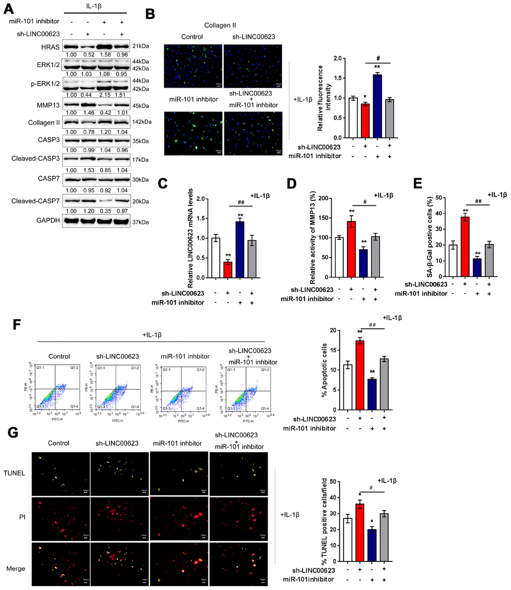 LINC00623/miR-101/HRAS axis modulates the apoptosis, senescence and ECM degradation in OA chondrocytes through MAPK signaling pathway. Chondrocytes were co-transfected with miR-101 inhibitor and sh-LINC00623 and expose to IL-1β stimulation; the protein levels of HRAS, ERK, p-ERK, MMP13, Collagen II, Caspase 3, cleaved-Caspase 3, Caspase 7 and cleaved-Caspase 7 were examined using immunoblotting (A); the localization of Collagen II was examined using IF (B); the expression levels of LINC00623 was determined by real-time PCR (C); the activity of MMP-13 was determined by a SensoLytes Plus 520 MMP13 assay kit (D); the SA-β-Gal positive cells were determined by the SA-β-Gal staining (E); the cell apoptosis was examined using flow cytometry (F) and TUNEL (G). The data are presented as mean ± SD of three independent experiments. *PPPP