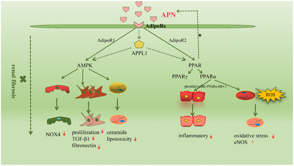 The molecular mechanisms driving renal fibrosis are wide-ranging and complex, among which signaling pathways are very important. The common signaling pathways activated in adiponectin-mediated renal fibrosis are the AMPK and peroxisome proliferators-activated receptors (PPARs) pathway.