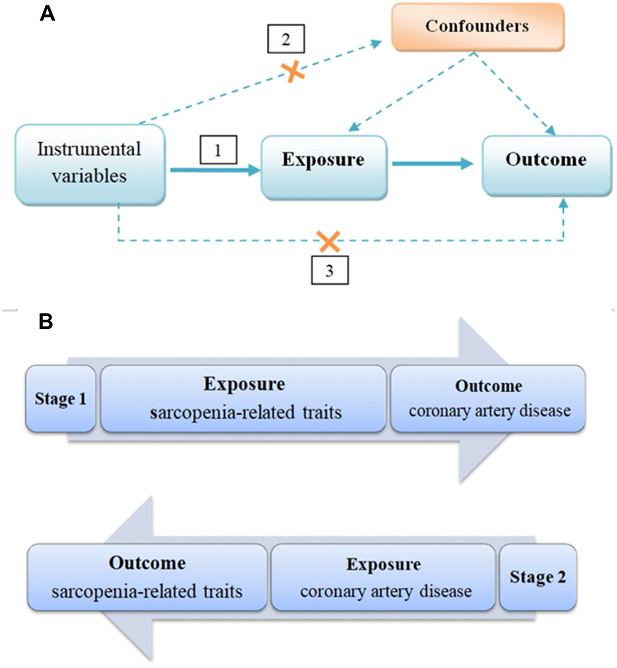 Sarcopenia-related Traits And Coronary Artery Disease: A Bi-directional ...