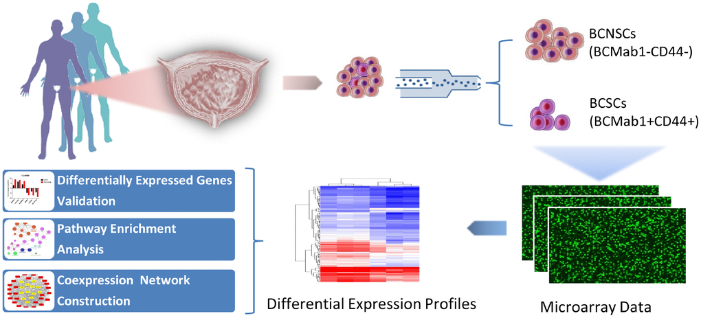 Research workflow of mRNAs, lncRNAs and circRNAs analysis in bladder cancer stem cells.