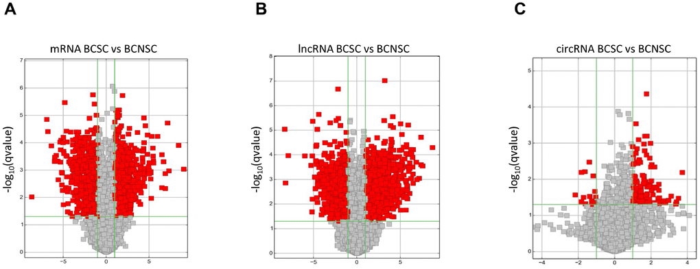 Differentially expressed mRNAs (A), lncRNAs (B) and circRNAs (C) between BCSCs and BCNSCs were analyzed. Volcano plot of the p-values as a function of fold change for mRNAs, lncRNAs and circRNAs indicate the differentially expressed genes between the BCSCs and BCNSCs. Grey dots represent RNAs not significantly differentially expressed (P-value > 0.05) and the red dots represent RNAs differentially expressed (P-value 