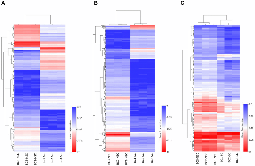 Heatmap of differentially expressed mRNAs (A), lncRNAs (B) and circRNAs (C) were represented. Red through blue color indicates high to low expression level. Each row indicates one transcript, and each column represents one sample.