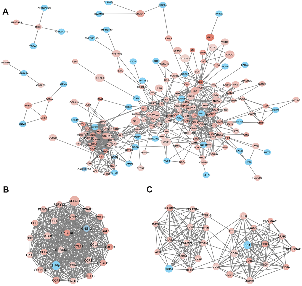 Protein-protein interaction (PPI) network of microenvironment related genes. (B) module 1 and (C) module 2 are the top two modules (>10 nodes) in the PPI network (A). The color of nodes associate with the log(FC) value, and the size reflects the combine score.