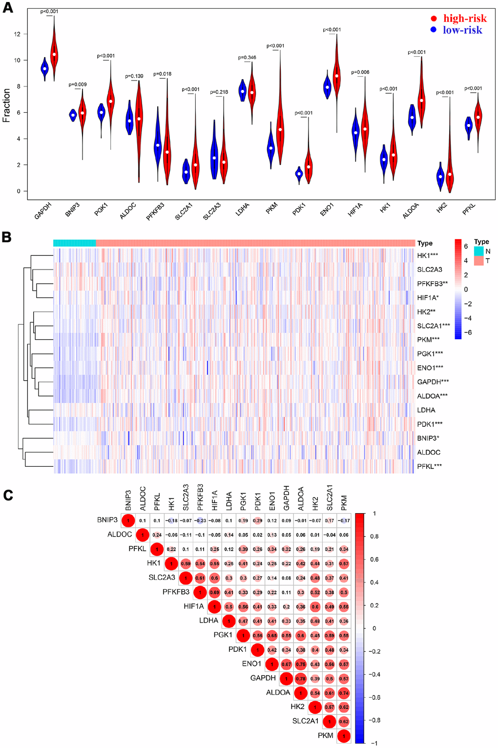 HIF-1 related genes were significantly upregulated in HCC. Violin plots (A) and heatmap (B) showed the expression profile in tumor tissues and normal tissues. Spearman analysis showed a significant correlation among signatures (C).