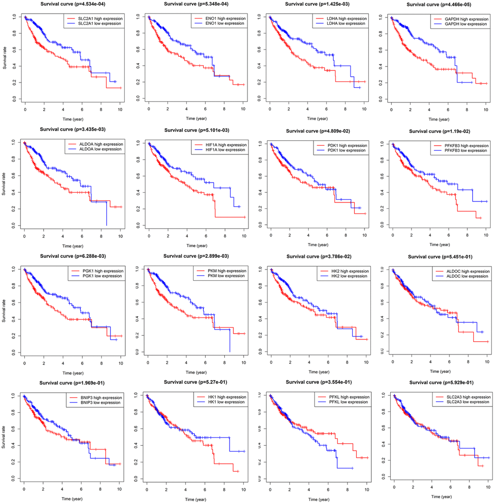 Survival analysis of sixteen HIF-1 related signatures. SLC2A1, ENO1, LDHA, ALDOA, GAPDH, HK2, PKM, PGK1, HIF1A, PFKFB3, and PDK1 were prognostic relevant in HCC.
