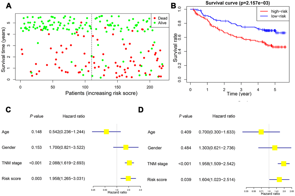 Validation of the prognostic value of risk score in the validation cohort. Patients in the high-risk group exhibited a higher incidence of dead events (A). Kaplan-Meier plot revealed a poorer overall survival in high-risk group (B). Univariate and multivariate Cox regression model confirmed that the risk score was an independent prognostic predictor for overall survival in the validation cohort (C, D).