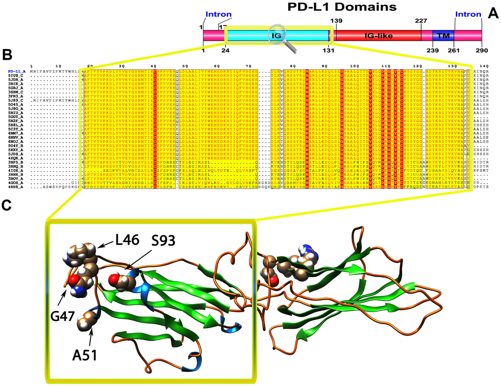 (A) Molecular structure and Conserved domain analysis of PD-L1 protein. (B) Showing the MSA of the 20 most homologous proteins to PD-L1 (obtained with a BLAST+ search against the PDBAA database). Known secondary structure elements are displayed for all aligned sequences. Alternate residues are highlighted by gray. Identical and similar residues are boxed in red and yellow, respectively. (C) Location of positively selected amino acid sites identified PD-L1 conserved Ig domain. The crystal structure of human PD-L1 was used as a reference sequence and positively selected sites were drawn onto the crystal structure using Phyre tool (http://www.sbg.bio.ic.ac.uk/ phyre2/html). Four residues identified under selection fall in the immunoglobulin-like domain containing the ligand-binding site. The sites which fall in the region identified as the ligand-binding site and another cluster in a region immediately following the signal sequence.
