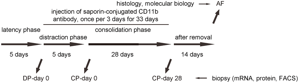Analysis of biopsy tissue during DO with macrophage depletion. Illustration of the model: We performed DO of the lower limb on the C57/Bl6 mice. After surgery, there was a 5 days’ latency for the mice the recover. Afterwards, there was a 5 days’ distraction phase constituted by a rate of 0.5 mm’ distraction per 24 hours. After distraction phase, a 28 days’ consolidation phase was applied, followed by removal of external fixers and a 14 days’ delay for final analysis. In order to analyze macrophages during DO-induced bone regeneration, we took biopsy of the tissue in the surgical/regeneration area at day 0 of distraction phase (DP-day 0), day 0 of consolidation phase (CP-day 0) and day 28 or consolidation phase (CP-day 28). In order to understand the role and necessity of macrophages in DO-induced bone regeneration, we performed an interference by inducing macrophage depletion during DO. DO-surgery-treated mice received i.v. injection of either saporin-CD11b once every 3 days, or control rat IgG of same frequency (IgG). The injection started at DP-day 0 and ended at CP-day 28.