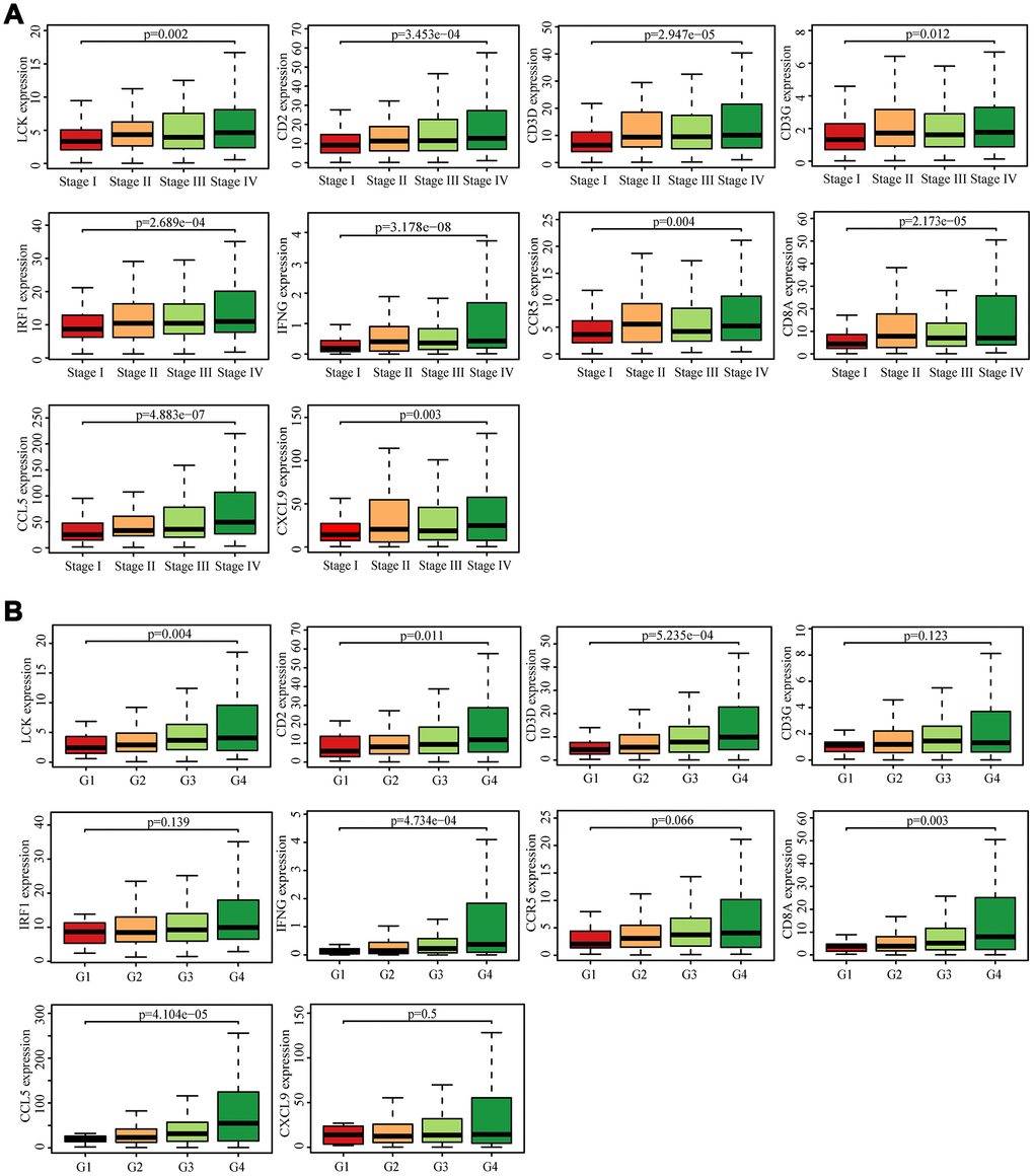 Analysis of hub genes and clinical indicators in the TCGA dataset. (A) Box plot of the hub genes for different pathological stages. (B) Box plot of the hub genes for different tumor grades.
